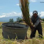 CAE EL ARROZ MORELENSE