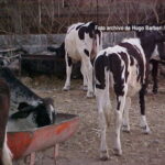 ALERTA EL BARRENADOR A GANADEROS; CULPAN AL GOBIERNO DE NO HACER SU TRABAJO
