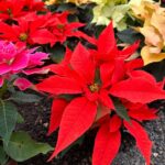 Orgullo morelense que “iluminará” la próxima Navidad