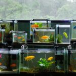 PRODUCTORES PISCÍCOLAS BUSCAN ASEGURAMIENTO