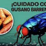 GUSANO BARRENADOR EN MIACATLAN CAUSA PREOCUPACIÓN EN EL GREMIO GANADERO