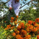 SUBSISTEN PACHOLEROS DE CEMPASÚCHIL; ACUDIÓ LA GENTE A COMPRAR AL CAMPO