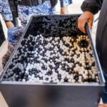 BOLA BLANCA ¿UNA REPRESALIA SELECTIVA?