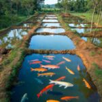 ACUACULTORES RECURREN A CONGRESO DE LA UNIÓN ANTE AMENAZA