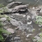 DESAZOLVE FUE INSUFICIENTE; SE TEME OTRA INUNDACIÓN EN ZACATEPEC: VECINOS