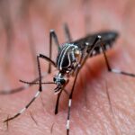 ZACATEPEC SIN DENGUE