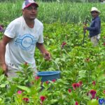 PRODUCTORES DE FLOR DE TEMPORADA EN MORELOS ENFRENTAN FALTA DE LLUVIA, PLAGAS Y ALZA DE INSUMOS
