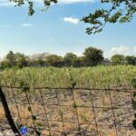 ARRASA LA SEQUÍA CON 80% DE CULTIVOS EN ZACATEPEC: CAMPESINOS TEMPORALEROS AL BORDE DEL DESASTRE