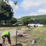 SOLO EL DOS POR CIENTO DE MIL 600 ÁRBOLES SOBREVIVE EN PROYECTO DE ARBORIZACIÓN EN ZACATEPEC