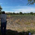 PRODUCTORES MORELENSES PERDIERON CASI TODO POR LA SEQUÍA; INIFAP ADMITE QUE ESTE AÑO FUE “BASTANTE DURO” Y OFRECE ALTERNATIVAS LIMITADAS